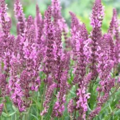 Salvia 'Fashionista Pretty In Pink' -Green Glory Outlet Store PB0280 3