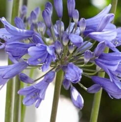 Agapanthus 'Ever Sapphire' -Green Glory Outlet Store PB0322 2