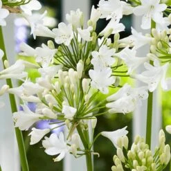 Agapanthus 'Ever White' 7 Agapanthus 'Ever White' -Green Glory Outlet Store PB0323 1