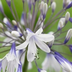 Agapanthus 'Fireworks' -Green Glory Outlet Store PB0324 2