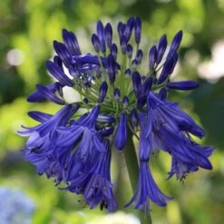 Agapanthus 'Royal Velvet' -Green Glory Outlet Store PB0326 2