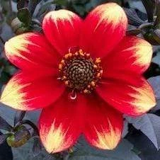 Dahlia 'Dahlegria Orange Yellow Tip'