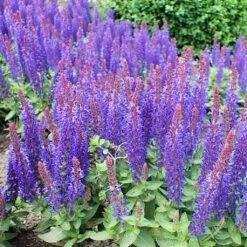 Salvia 'Blue Hill' -Green Glory Outlet Store PB0413 3