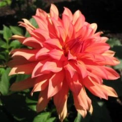Dahlia 'Autumn Fairy' -Green Glory Outlet Store PB0421 2