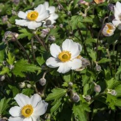 Anemone 'Elfin Swan' -Green Glory Outlet Store PB0449 3