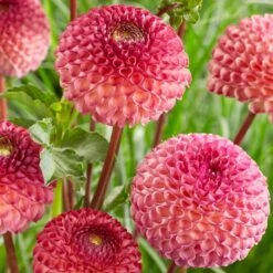 Dahlia 'Burlesca' -Green Glory Outlet Store PB0487 2