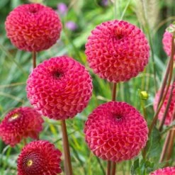 Dahlia 'Burlesca' -Green Glory Outlet Store PB0487 3