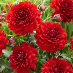 Dahlia 'Karma Amora' -Green Glory Outlet Store PB0491 3