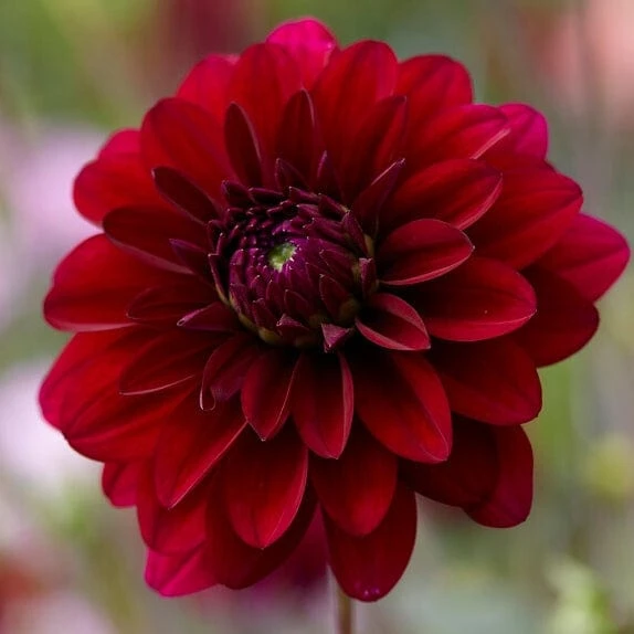 Dahlia 'Karma Naomi' 1 Dahlia 'Karma Naomi'