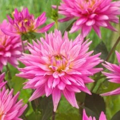 Dahlia 'Karma Pink Corona' -Green Glory Outlet Store PB0493 3