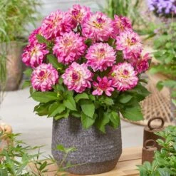 Dahlia 'Sincerity Rose Bicolour' 6 Dahlia 'Sincerity Rose Bicolour' -Green Glory Outlet Store PB0498 2