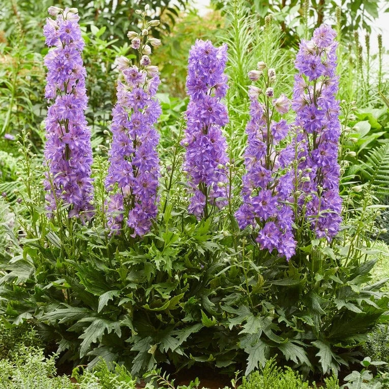 Delphinium 'Delgenius Breezin' 1 Delphinium 'Delgenius Breezin'