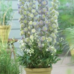 Delphinium 'Highlander Moonlight' -Green Glory Outlet Store PB0513 2