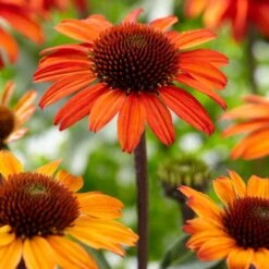 Echinacea 'SunSeekers Orange'
