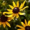 Rudbeckia 'Little Gold Star'