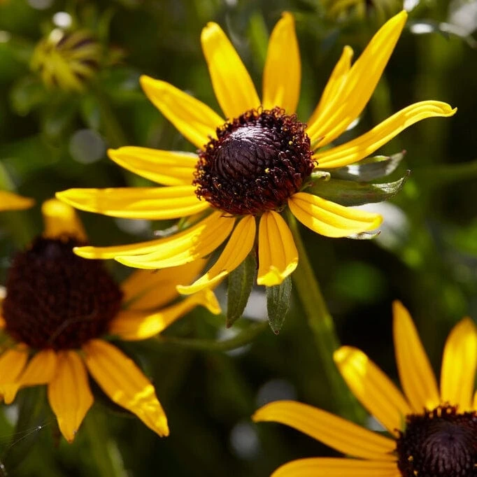Rudbeckia 'Little Gold Star' 1 Rudbeckia 'Little Gold Star'