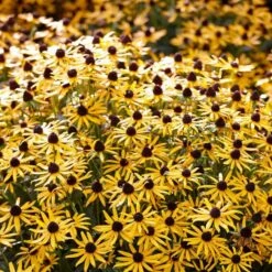 Rudbeckia 'Little Gold Star' 9 Rudbeckia 'Little Gold Star' -Green Glory Outlet Store PB0630 5 cce8724b 55eb 4373 976b 6c7d434870a4