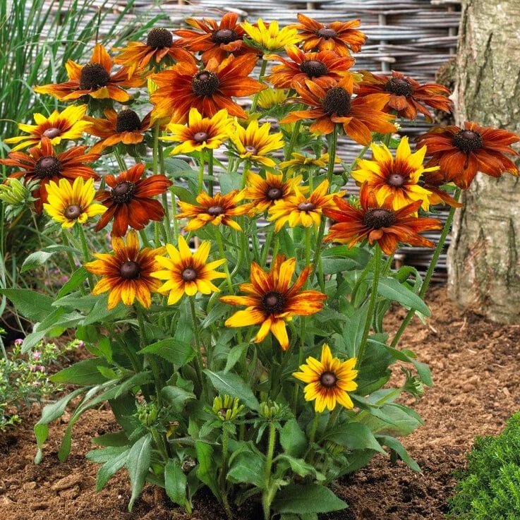 Rudbeckia 'Summerina Orange' 1 Rudbeckia 'Summerina Orange'