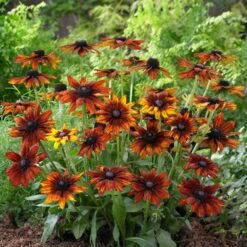 Rudbeckia 'Summerina Orange' 5 Rudbeckia 'Summerina Orange' -Green Glory Outlet Store PB0631 3 5aef5f50 11a7 4c80 bcd1 3c4ed029bd20