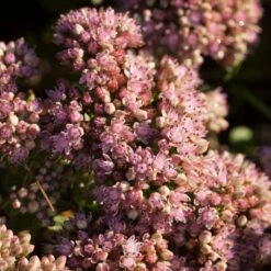 Sedum 'Sunsparkler Lime Zinger' -Green Glory Outlet Store PB0647 3