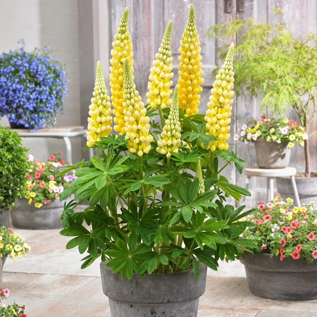 Lupin West Country Desert Sun 1 Lupin West Country Desert Sun