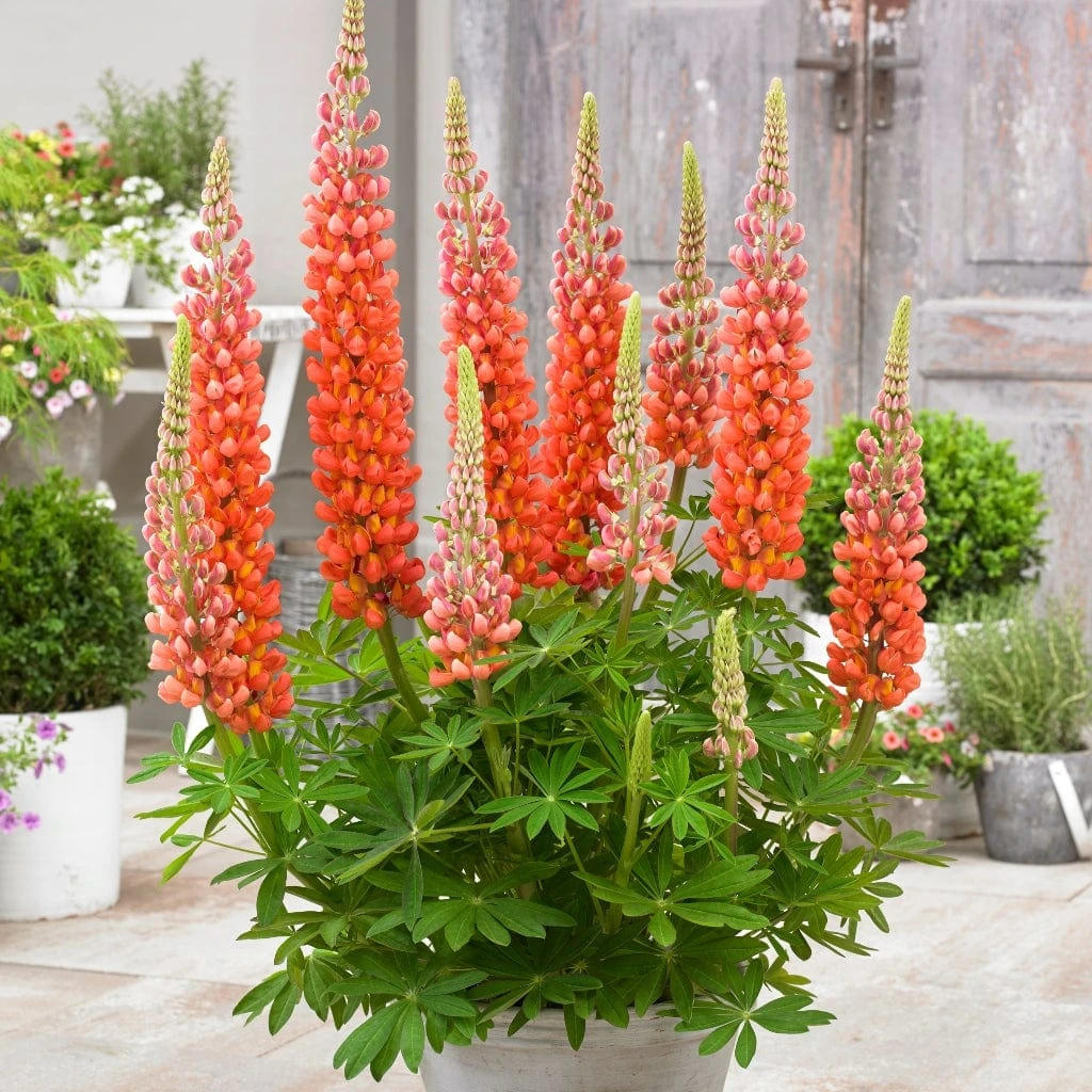 Lupin West Country Terracotta 1 Lupin West Country Terracotta