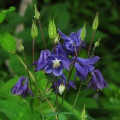 Aquilegia Barlow Blue -Green Glory Outlet Store PB0831 1