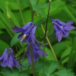 Aquilegia Barlow Blue -Green Glory Outlet Store PB0831 2