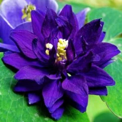 Aquilegia Barlow Blue -Green Glory Outlet Store PB0831 3