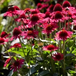 Echinacea 'Delicious Candy' -Green Glory Outlet Store PB1157 3 6e43414f fa26 4234 9d21 1123bb1bd685