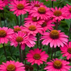 Echinacea 'Sensation Pink'