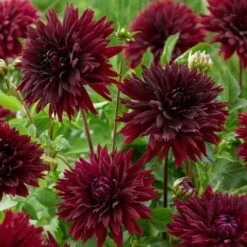 Dahlia 'Black Touch' -Green Glory Outlet Store PB1921 2
