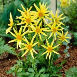 Dahlia 'Honka Yellow' -Green Glory Outlet Store PB1940 2