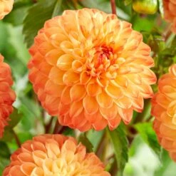 Dahlia 'Souvenir D'Ete' -Green Glory Outlet Store PB1972 2