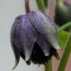 Aquilegia 'Black Barlow' -Green Glory Outlet Store PBO455 4