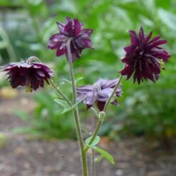Aquilegia 'Black Barlow' -Green Glory Outlet Store PBO455 5