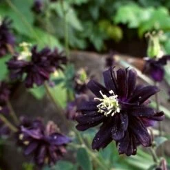 Aquilegia 'Black Barlow' -Green Glory Outlet Store PBO455 6