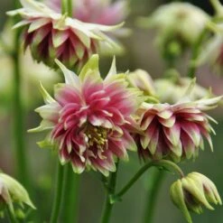 Aquilegia 'Nora Barlow' 6 Aquilegia 'Nora Barlow' -Green Glory Outlet Store PBO459 3