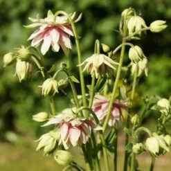 Aquilegia 'Nora Barlow' 7 Aquilegia 'Nora Barlow' -Green Glory Outlet Store PBO459 4