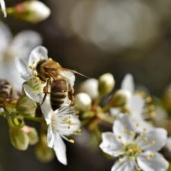 Mirabelle De Nancy Plum Tree -Green Glory Outlet Store Plum add2 47d931f1 40dd 4dd4 a8b0 96309db5773e