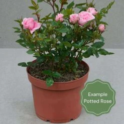 'Forever In Our Hearts®' Shrub Rose 5 'Forever In Our Hearts®' Shrub Rose -Green Glory Outlet Store Potted rose example f825d870 3470 4717 9933 fdc9b8d1edef