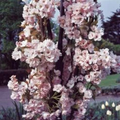 Flagpole Cherry Blossom Tree | Prunus Amanogawa 11 Flagpole Cherry Blossom Tree | Prunus Amanogawa -Green Glory Outlet Store PrunusAmanogawaG2001