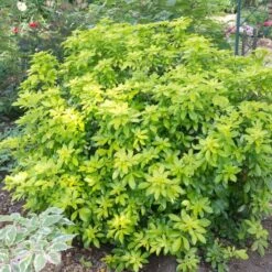 Best Shrubs For Borders -Green Glory Outlet Store SHR0015 2 c07024a9 fbf3 4ac2 96eb 743e2a689be9