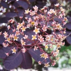 Best Flowering Shrubs 7 Best Flowering Shrubs -Green Glory Outlet Store SHR0027 2 d6f87ef8 2186 41d6 9498 60287068a837