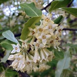 Best Small Evergreen Shrubs -Green Glory Outlet Store SHR0031 1 563912e4 afe6 45ad ace2 809656f9993f