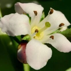 Escallonia 'Apple Blossom' -Green Glory Outlet Store SHR0032 3