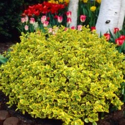 Euonymus 'Emerald 'n' Gold' 9 Euonymus 'Emerald 'n' Gold' -Green Glory Outlet Store SHR0035 3