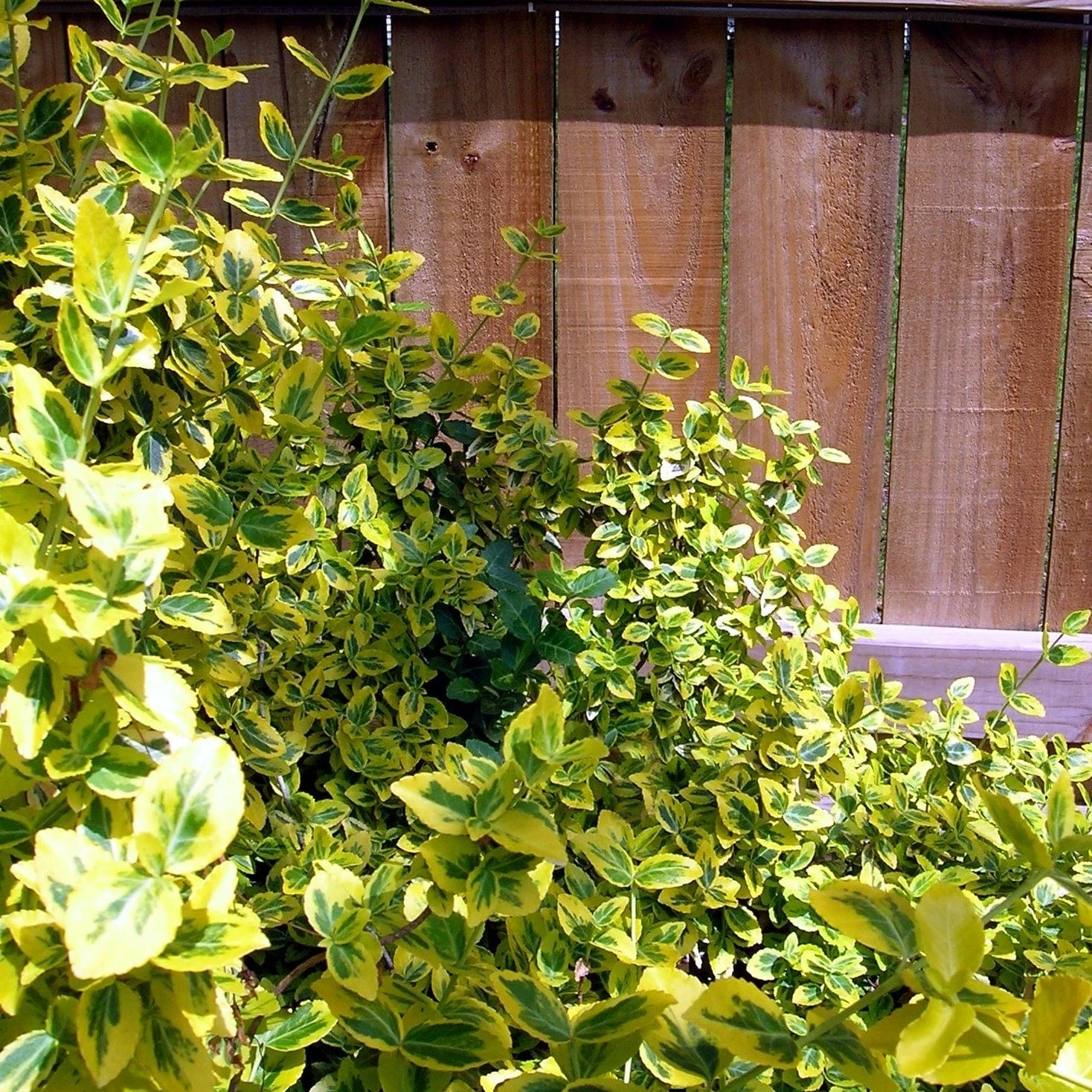 Euonymus 'Emerald 'n' Gold' 6 Euonymus 'Emerald 'n' Gold' - Image 6