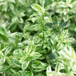 Euonymus 'Harlequin' -Green Glory Outlet Store SHR0037 3