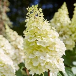 Best Shrubs For Shade -Green Glory Outlet Store SHR0046 1 c3cb1a59 bc1f 4193 9c29 bb636158196c